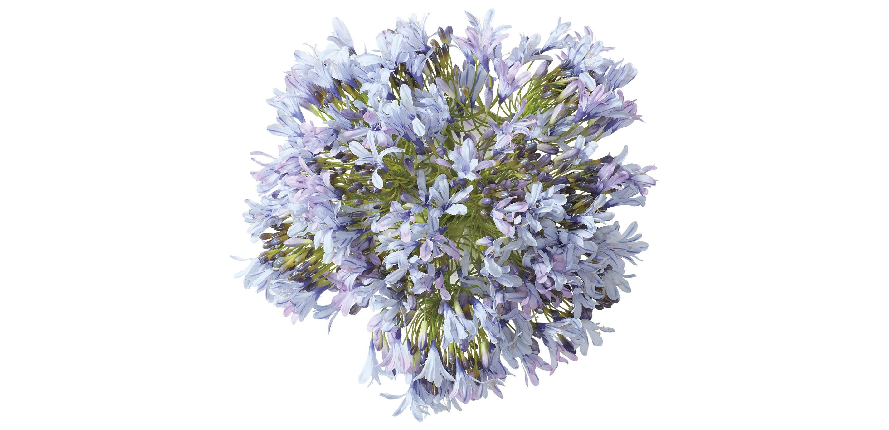 Blue Agapanthus Bouquet in Cylinder Vase_3