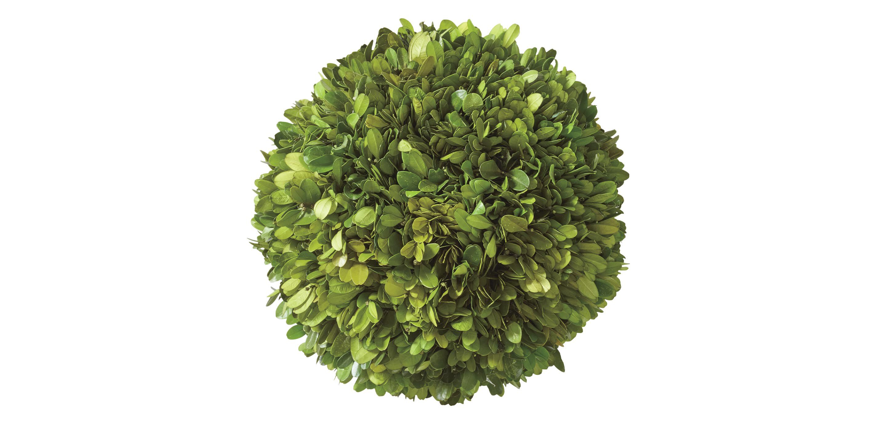 Small Faux Boxwood Plant in Ivory Pot | Ethan Allen