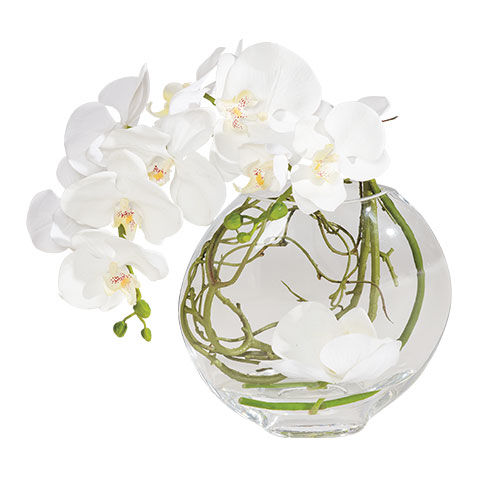 Orchid in Glass Vase image
