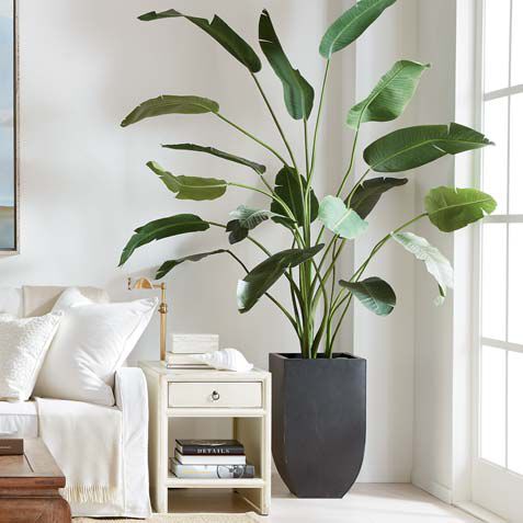 Traveler's Palm Tree Product Tile Hover Image 443704