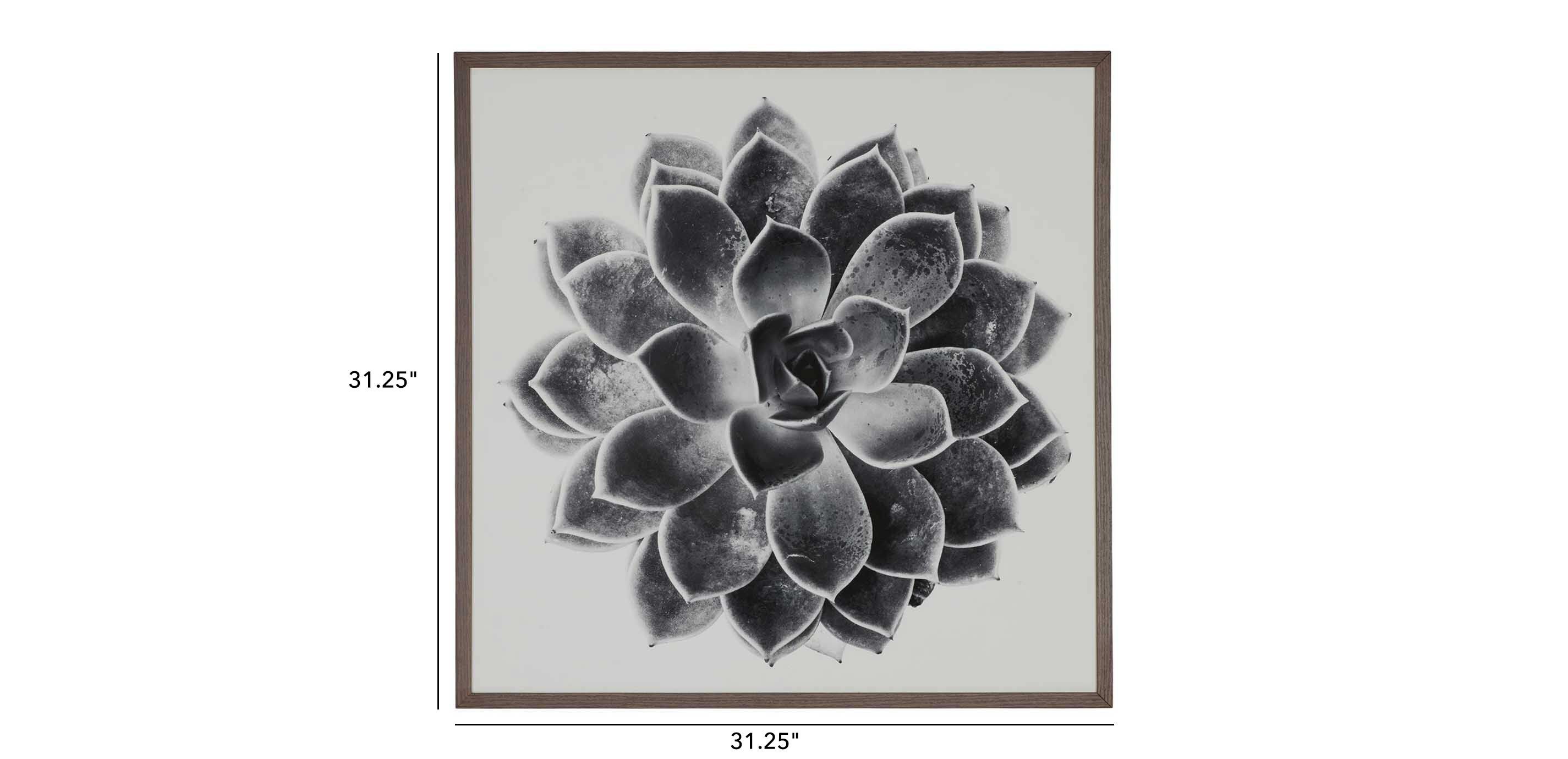 Succulent Study I_2