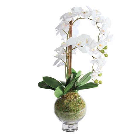 Orchid in Round Glass Vase image 443808   WHT