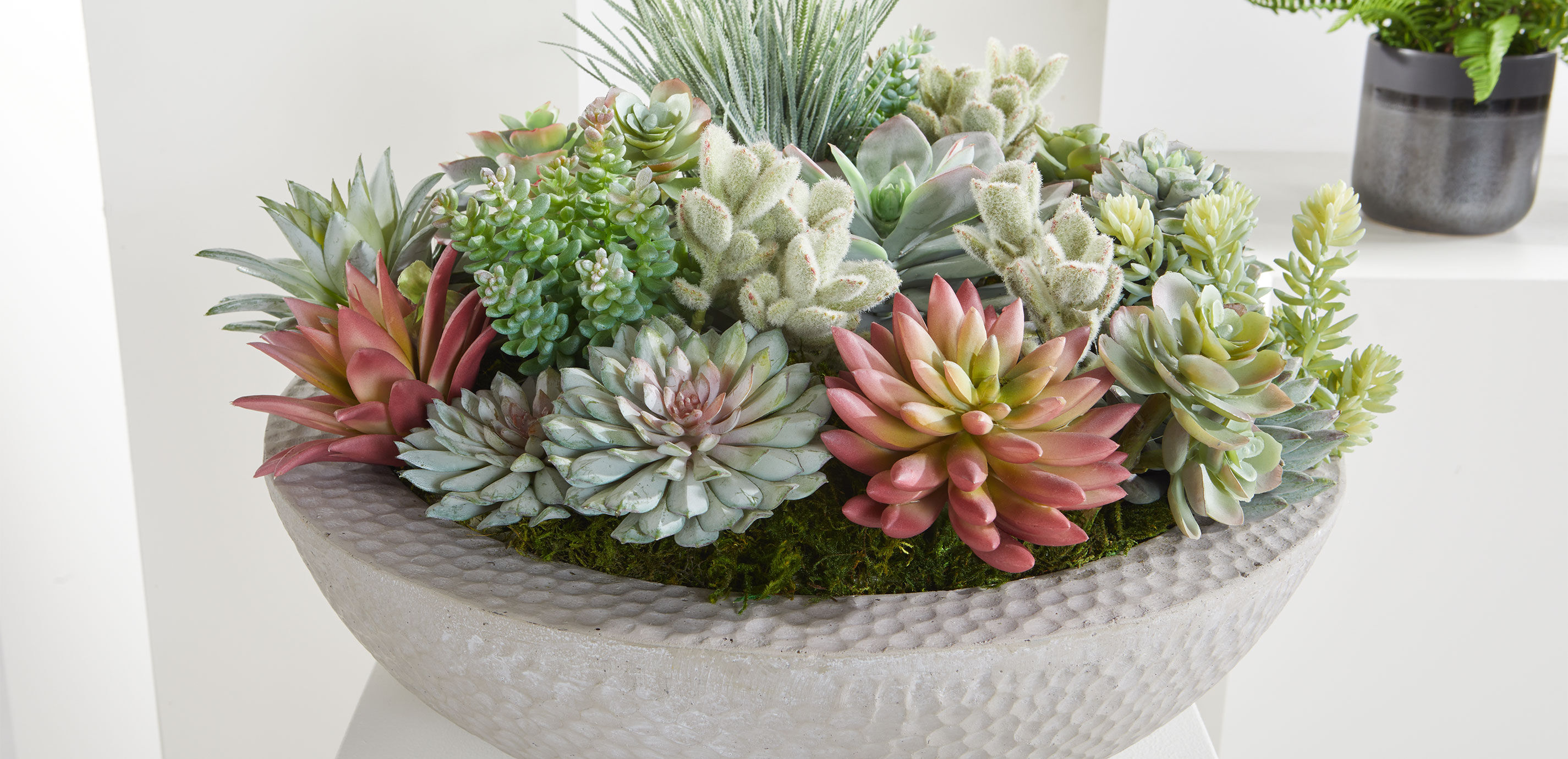 Mixed Succulents in Gray Bowl_4