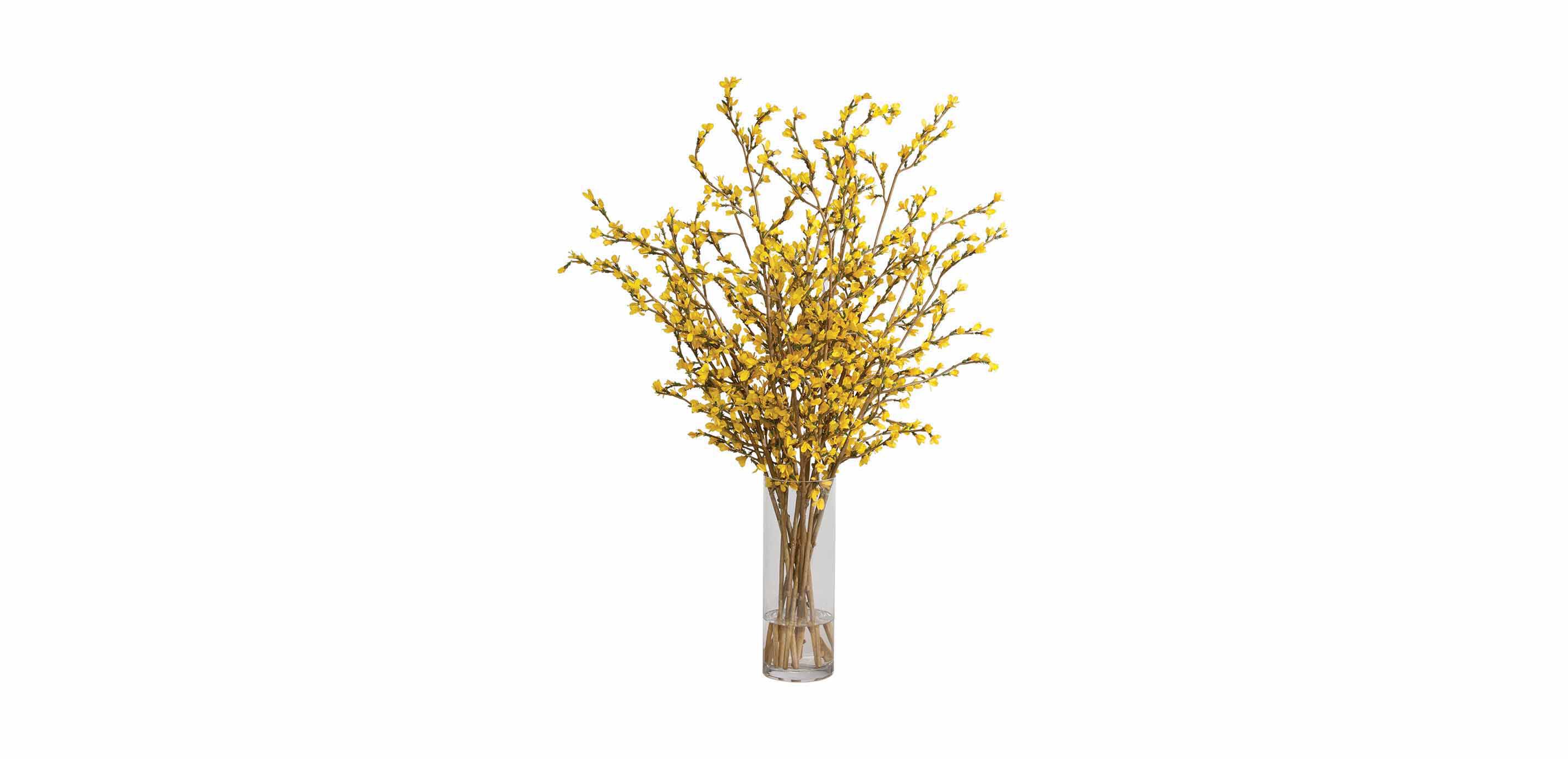 Tall Forsythia Watergarden