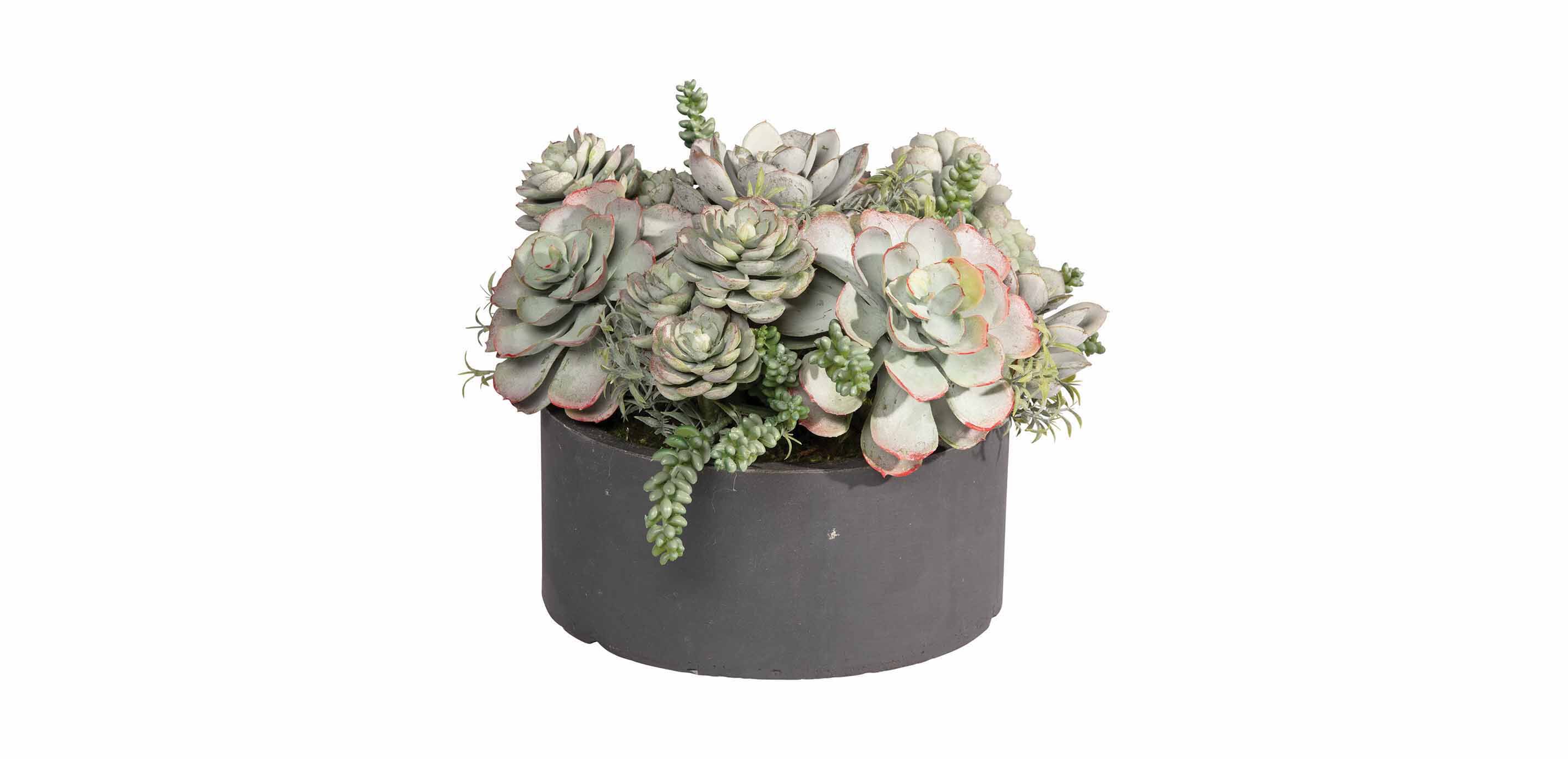 Mixed Succulents in Round Tray
