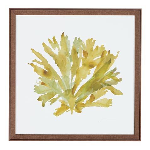 Soft Seaweed image