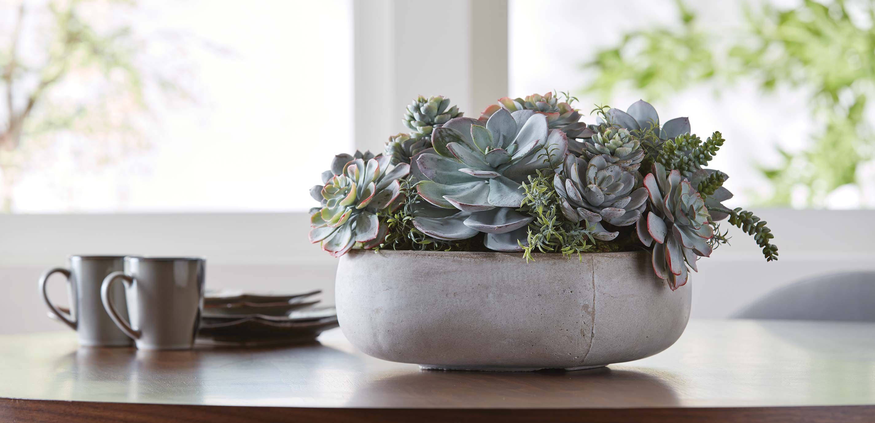 Mixed Succulents in Light Grey Cement Tray_4