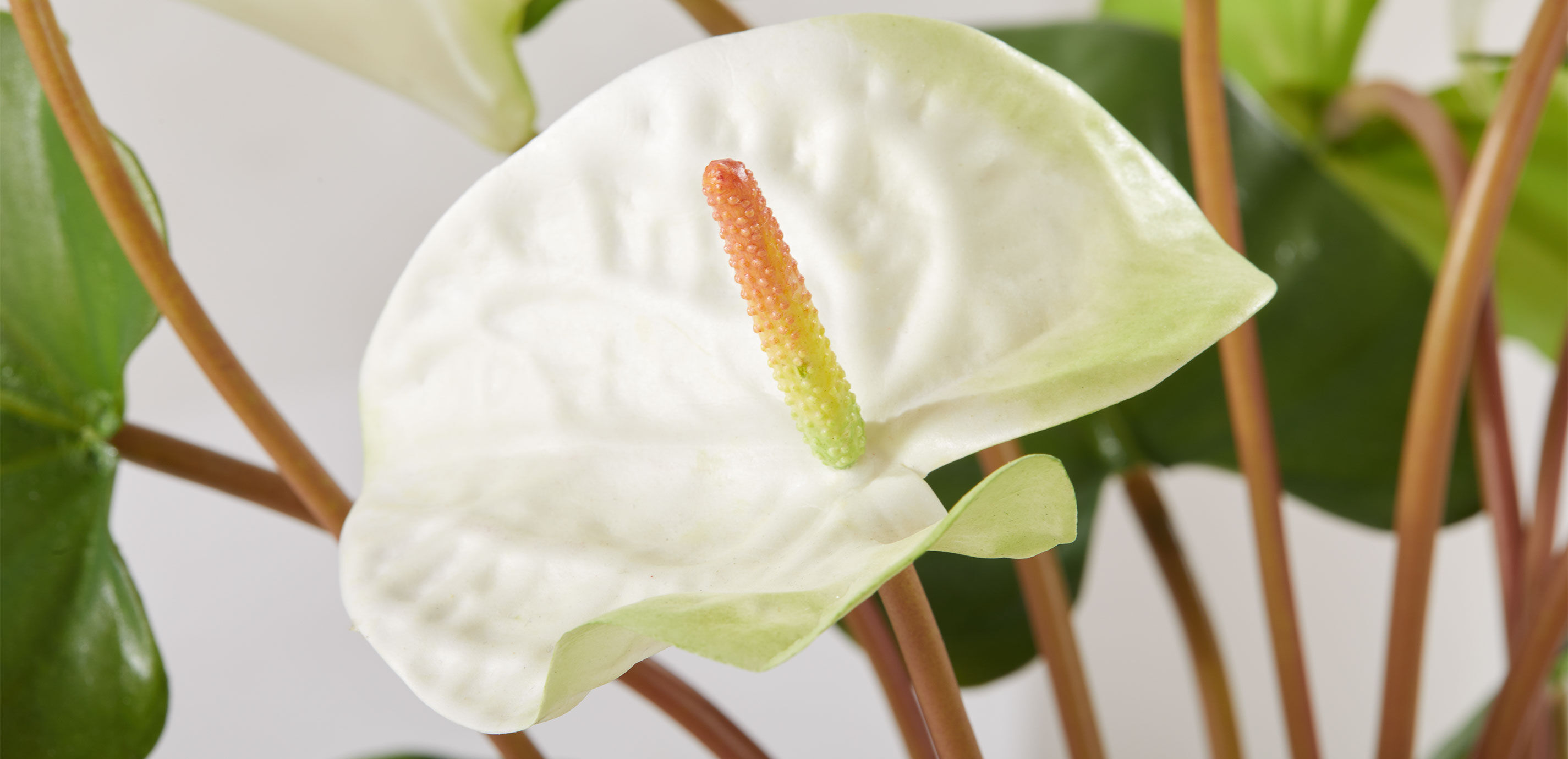 Tropical Anthurium Bouquet in Glass Vase_4
