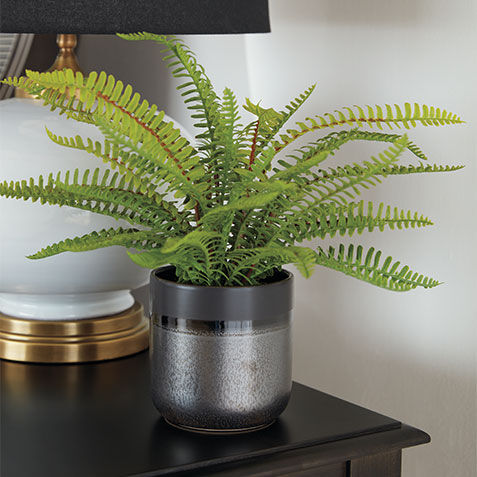 Boston Fern in Black Vase Product Tile Hover Image 443792   GRN