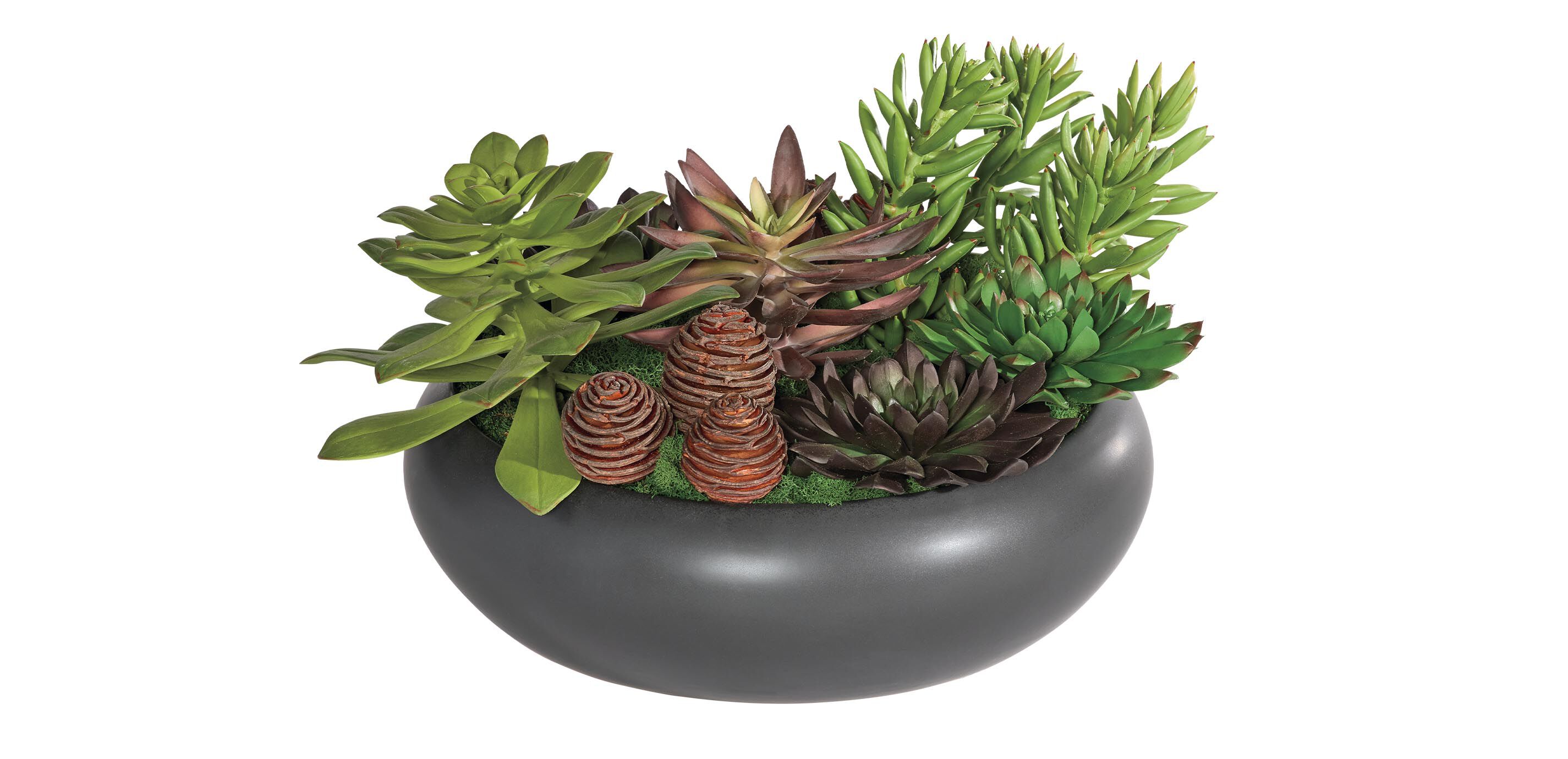 Dark Succulent Centerpiece in Black Bowl_1