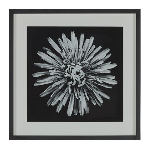 Black Botanical I image