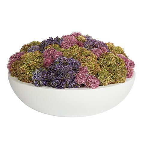 Succulents in Round White Bowl image