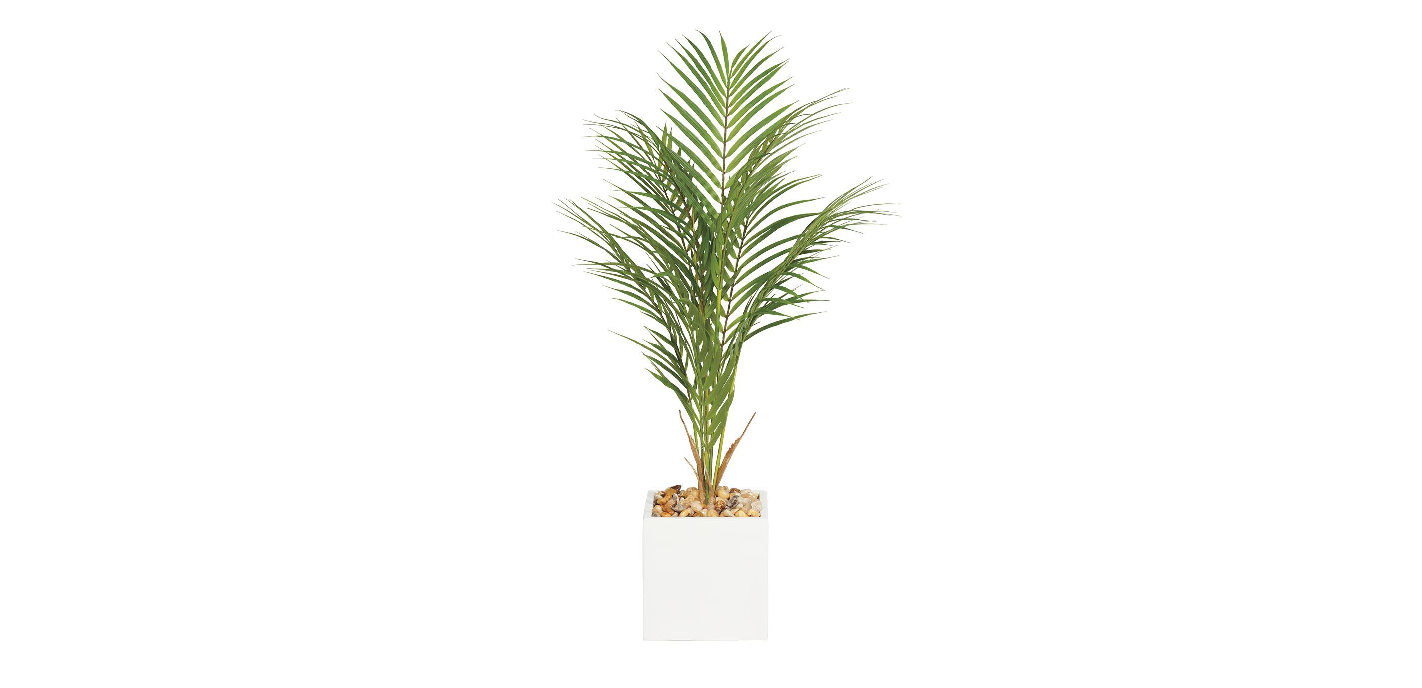 Palm in Square White Pot