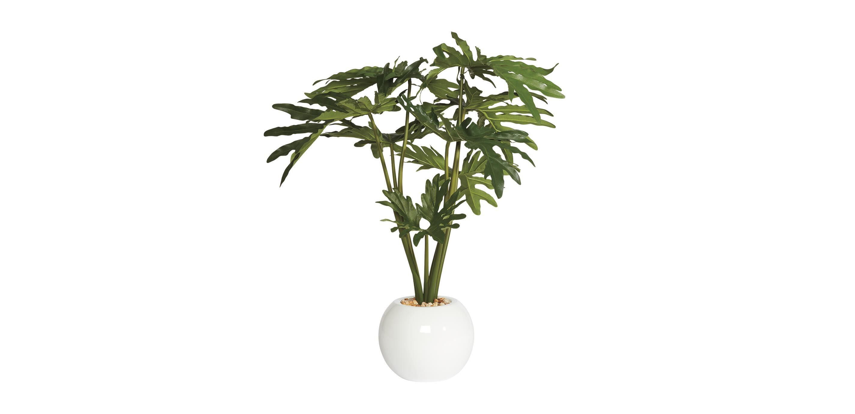 Philodendron in White Pot