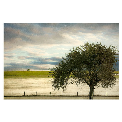 Big Tree Little Tree image