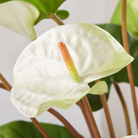 Tropical Anthurium Bouquet in Glass Vase Product Tile Hover Image 443783MST