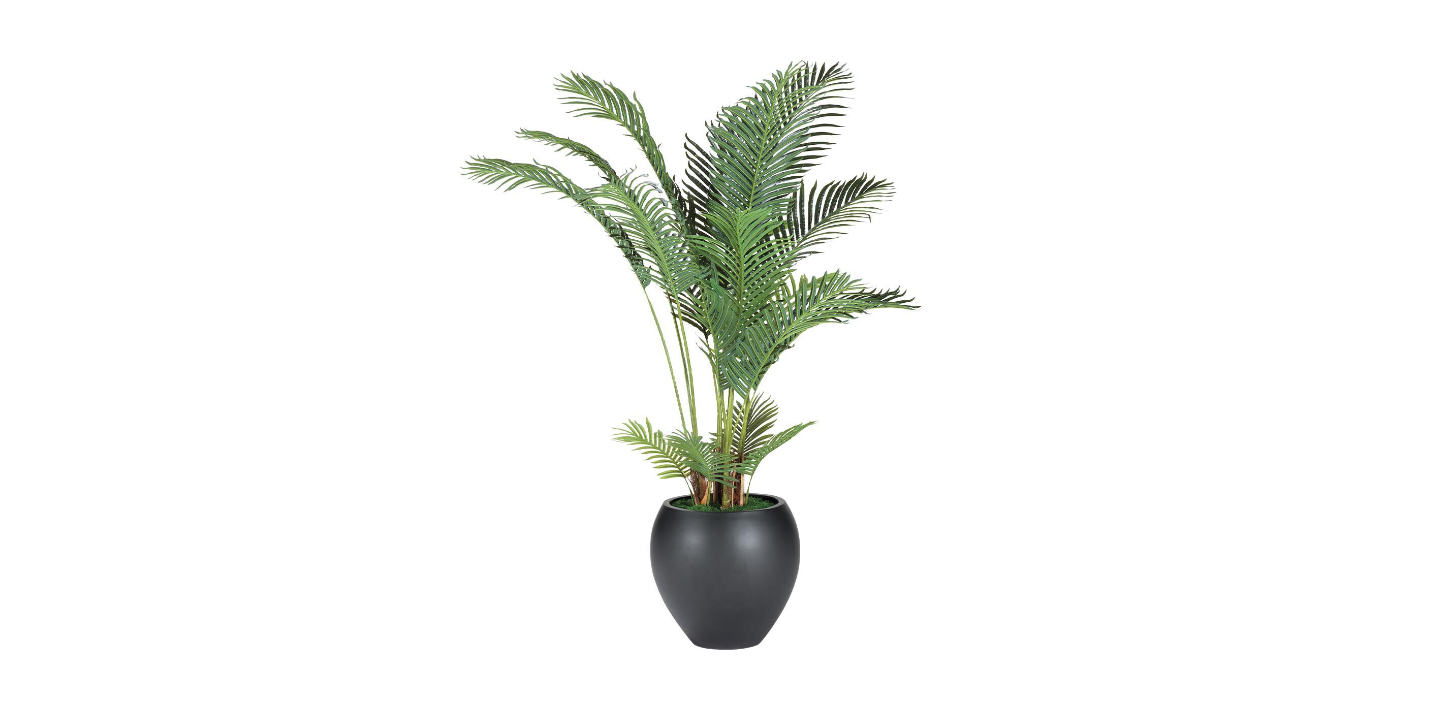 Areca Palm Tree_1