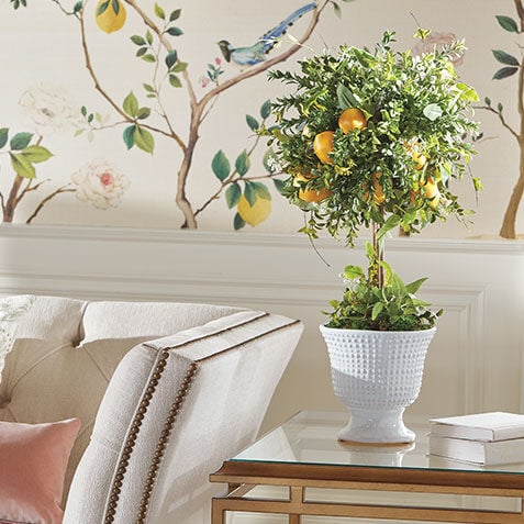 Lemon Topiary in Ceramic Vase Product Tile Hover Image 443738