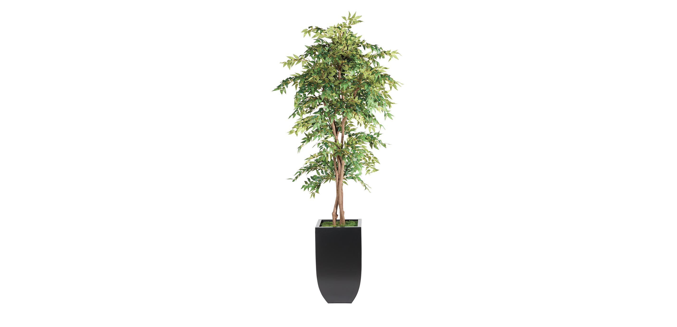 Smilax Tree in Metal Container
