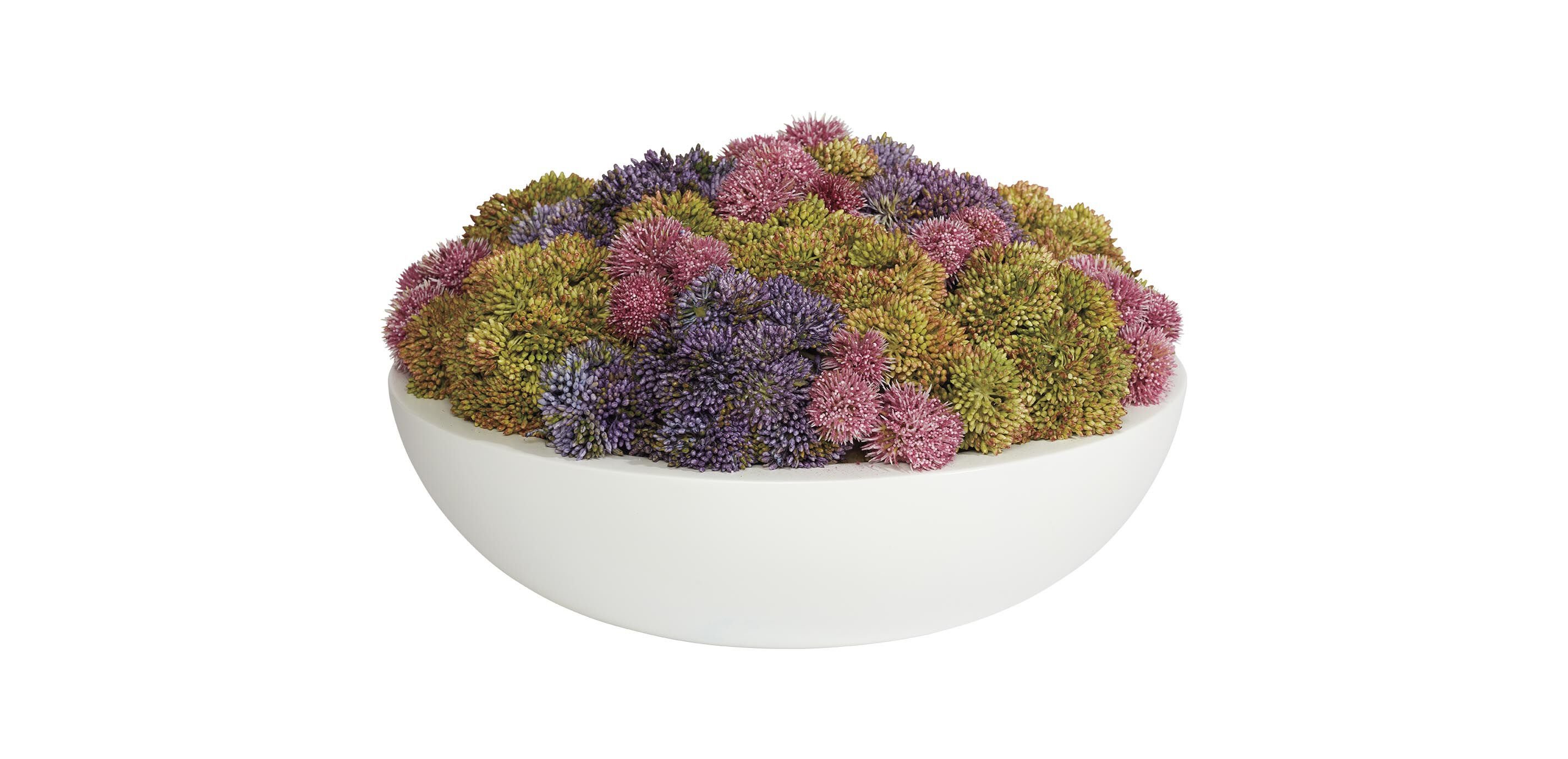 Succulents in Round White Bowl
