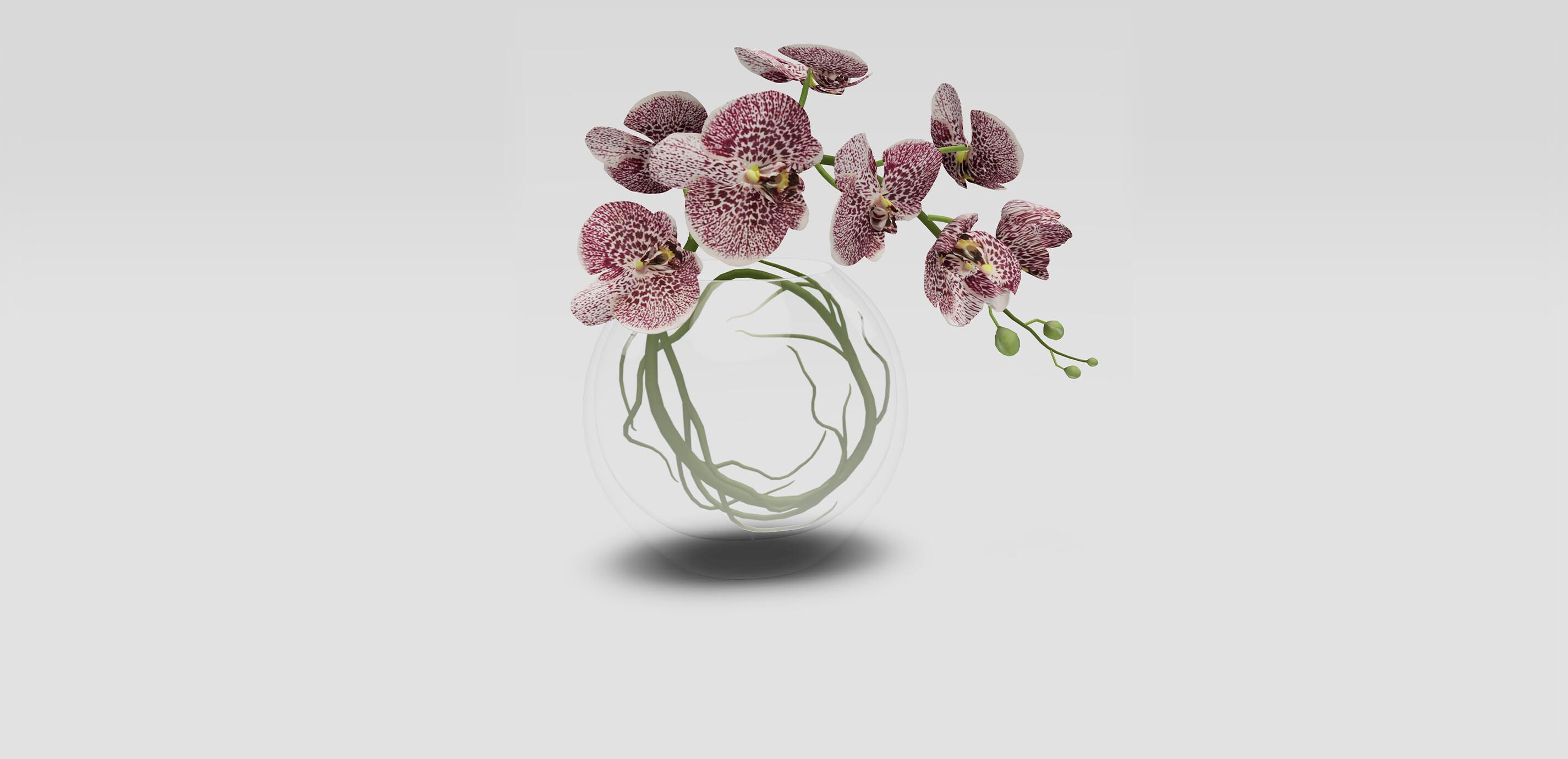 Plum Orchid in Glass Vase 1