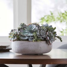 Mixed Succulents in Light Grey Cement Tray Product Tile Hover Image 442229