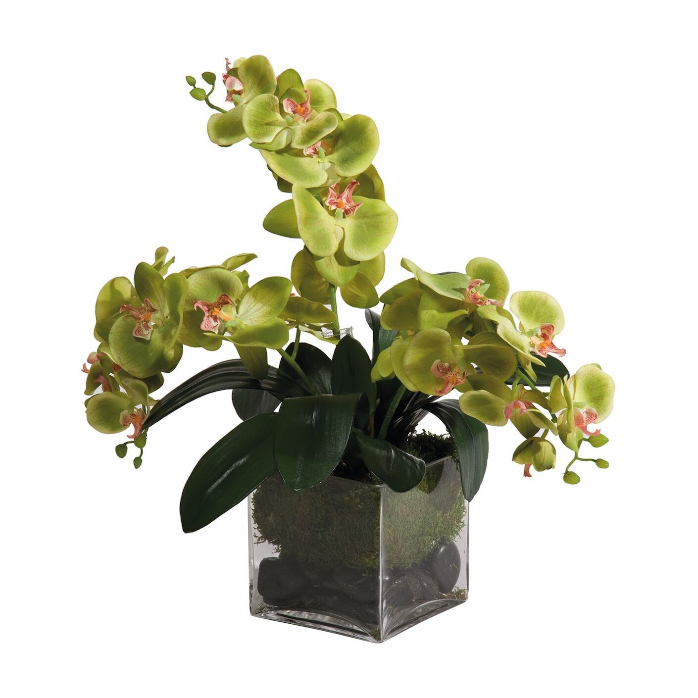 Green Phalaenopsis Orchids image