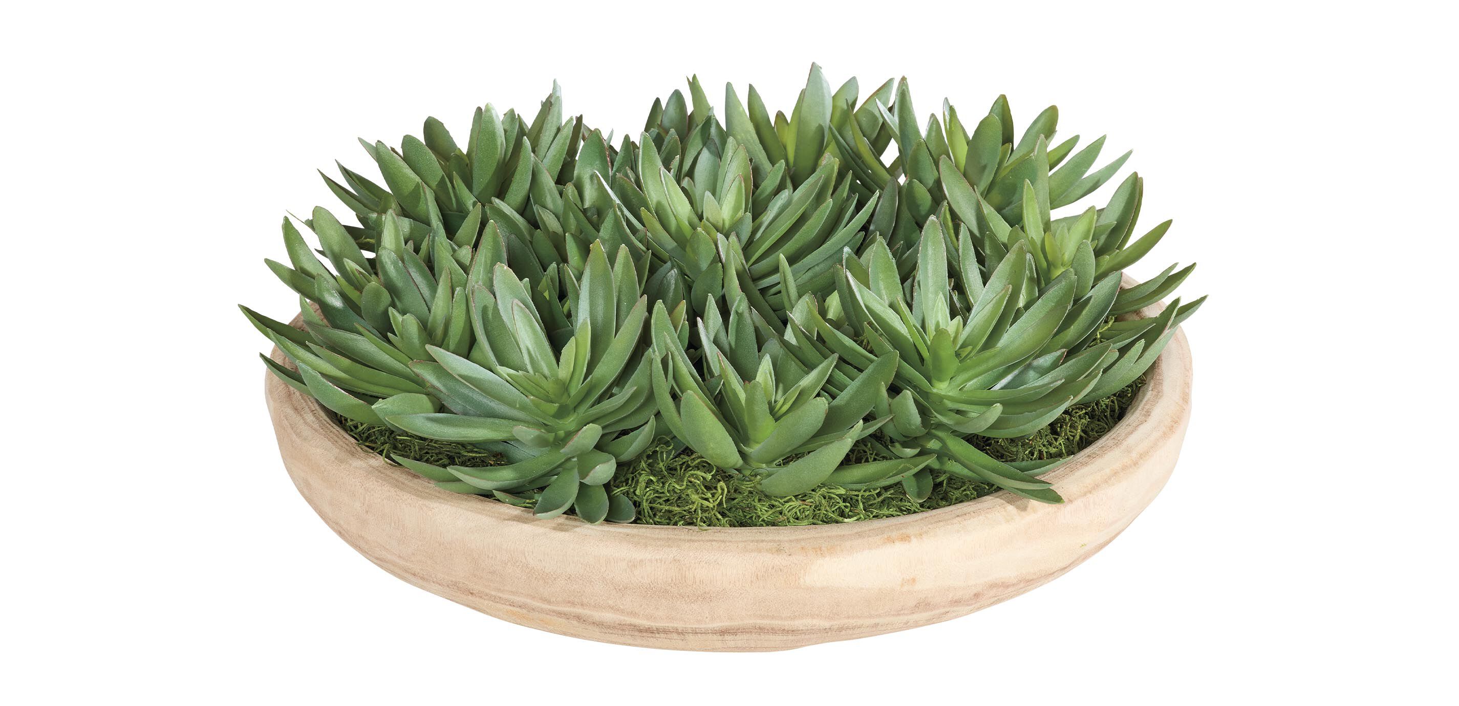 Succulent Centerpiece in natural wood bowl_2
