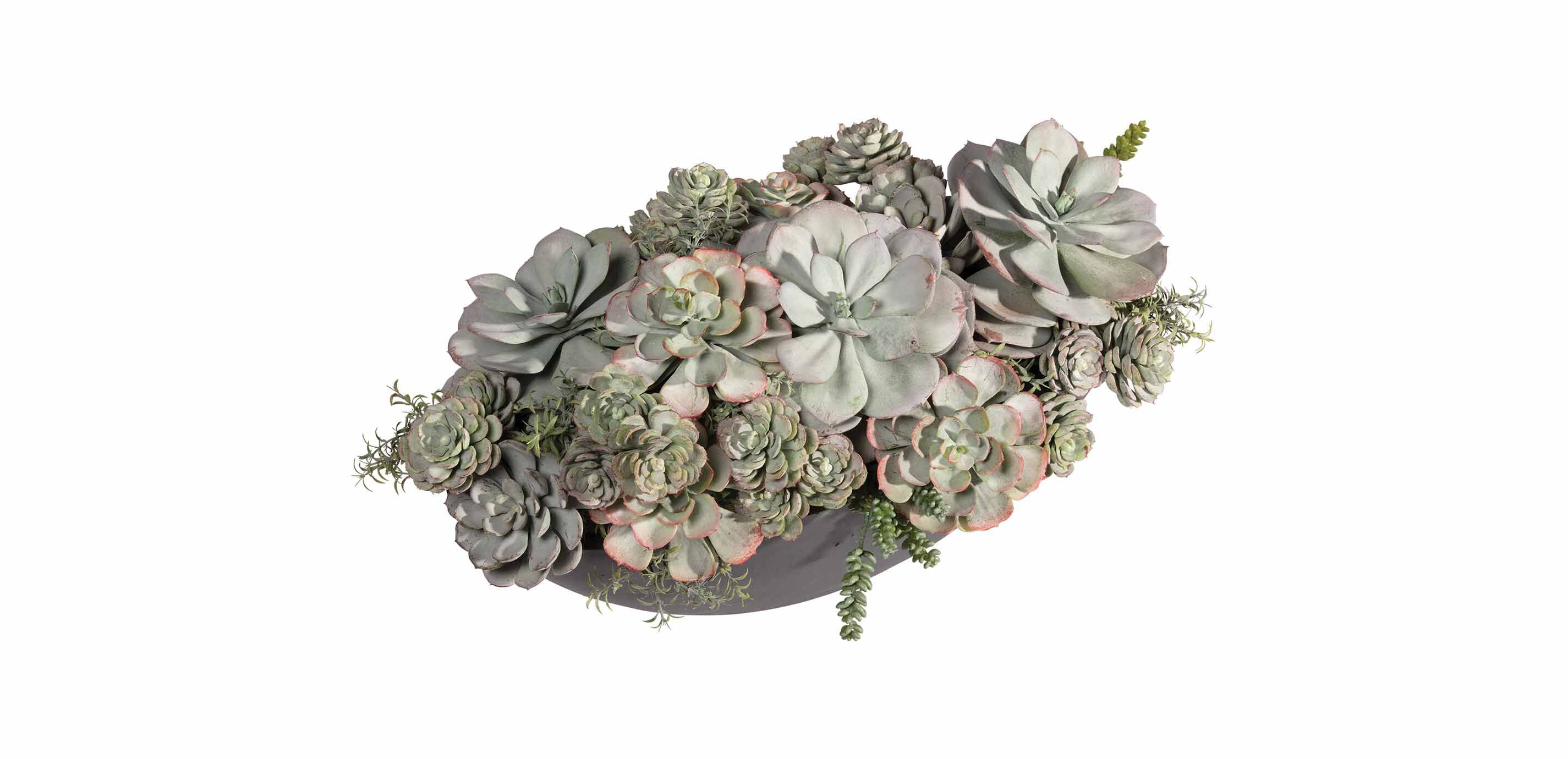 Mixed Succulents in Dark Grey Oval Planter_1