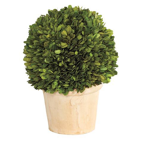 Small Boxwood Plant in Ivory Pot image