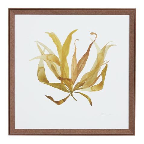 Soft Seaweed image