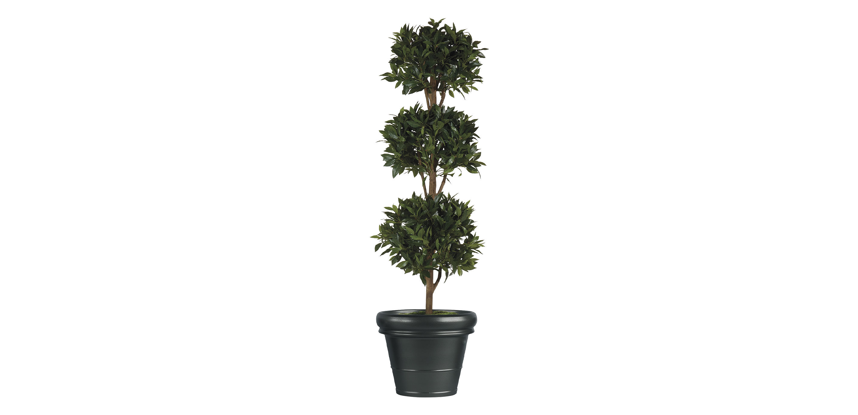 Triple Bayleaf Ball Topiary