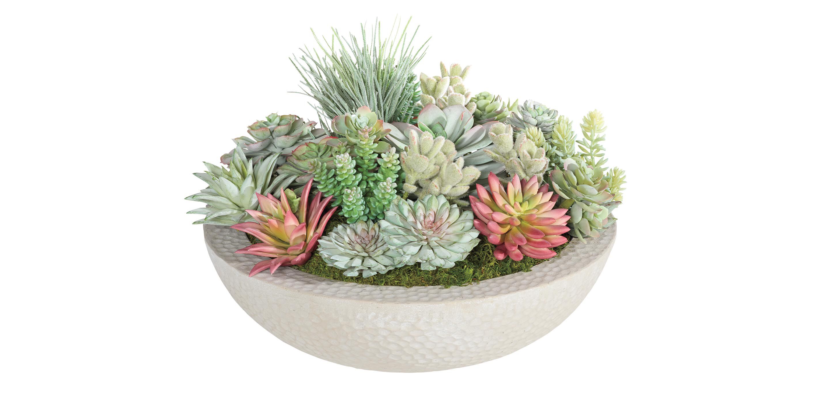 Mixed Succulents in Gray Bowl