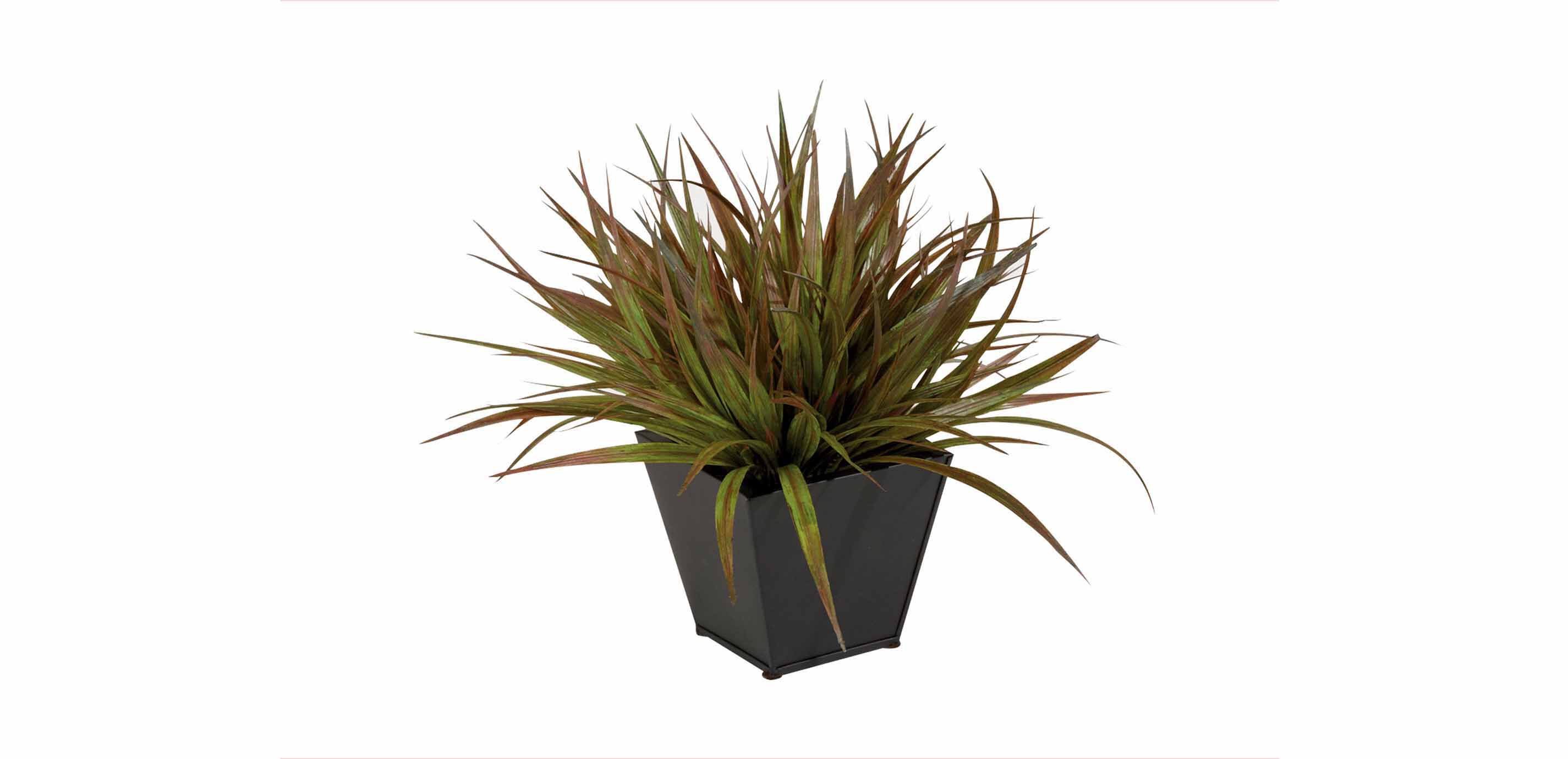 Herbe Sombre dans un R&eacute;cipient en M&eacute;tal