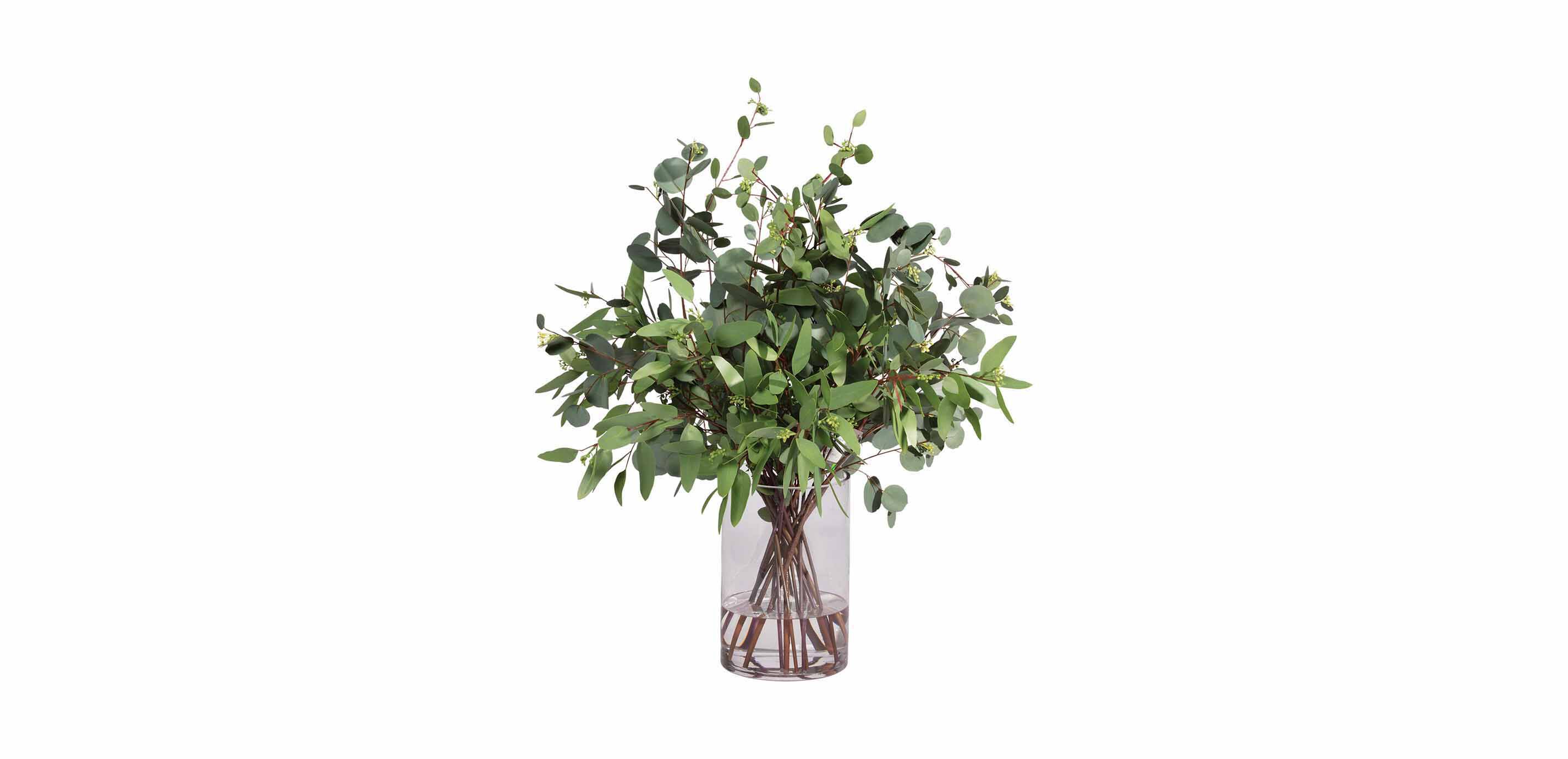 Eucalyptus in Cylinder Vase