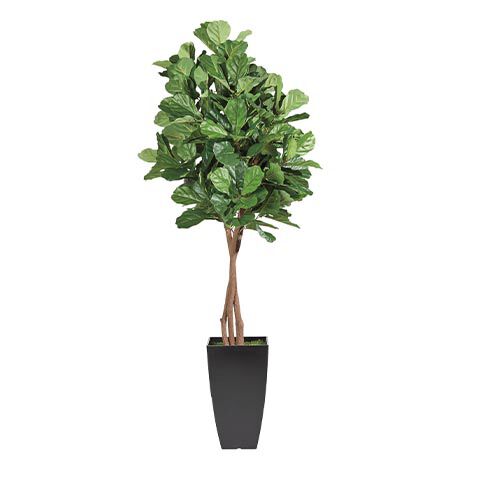 Fiddle Leaf Fig in Resin Pot image 443814   GRN