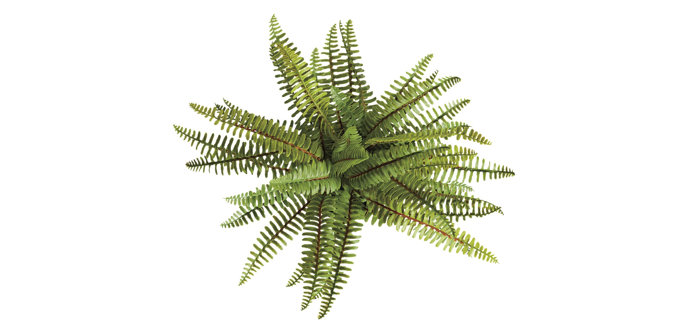 Boston Fern in Black Vase_3