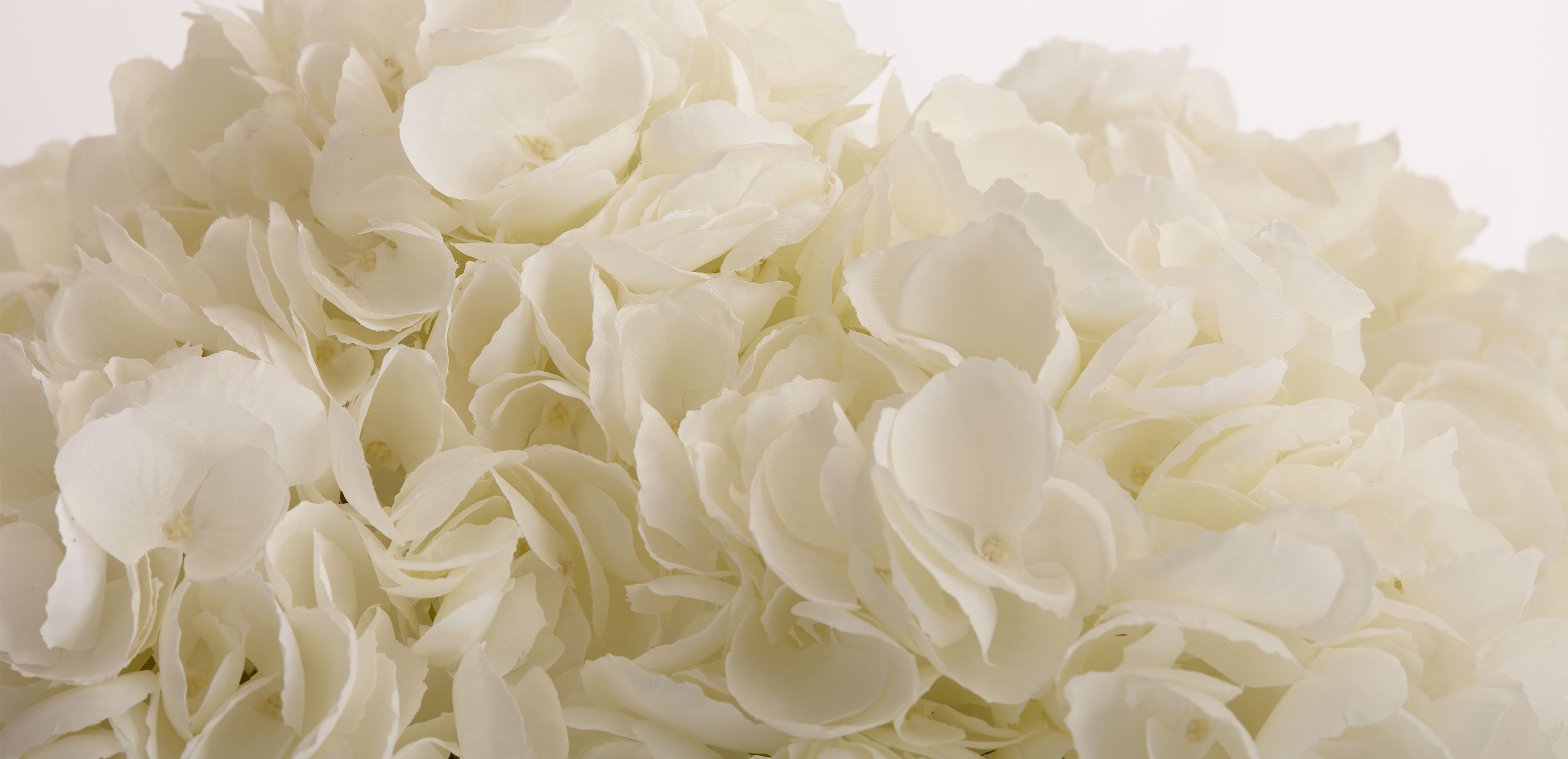 White Hydrangea Watergarden_1