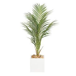 Palm in Square White Pot Recommended Product