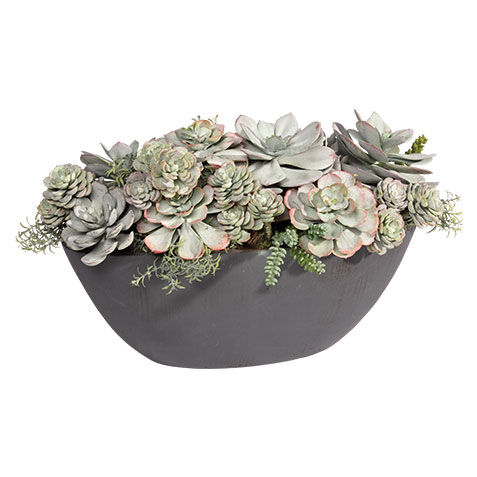Mixed Succulents in Dark Grey Oval Planter image