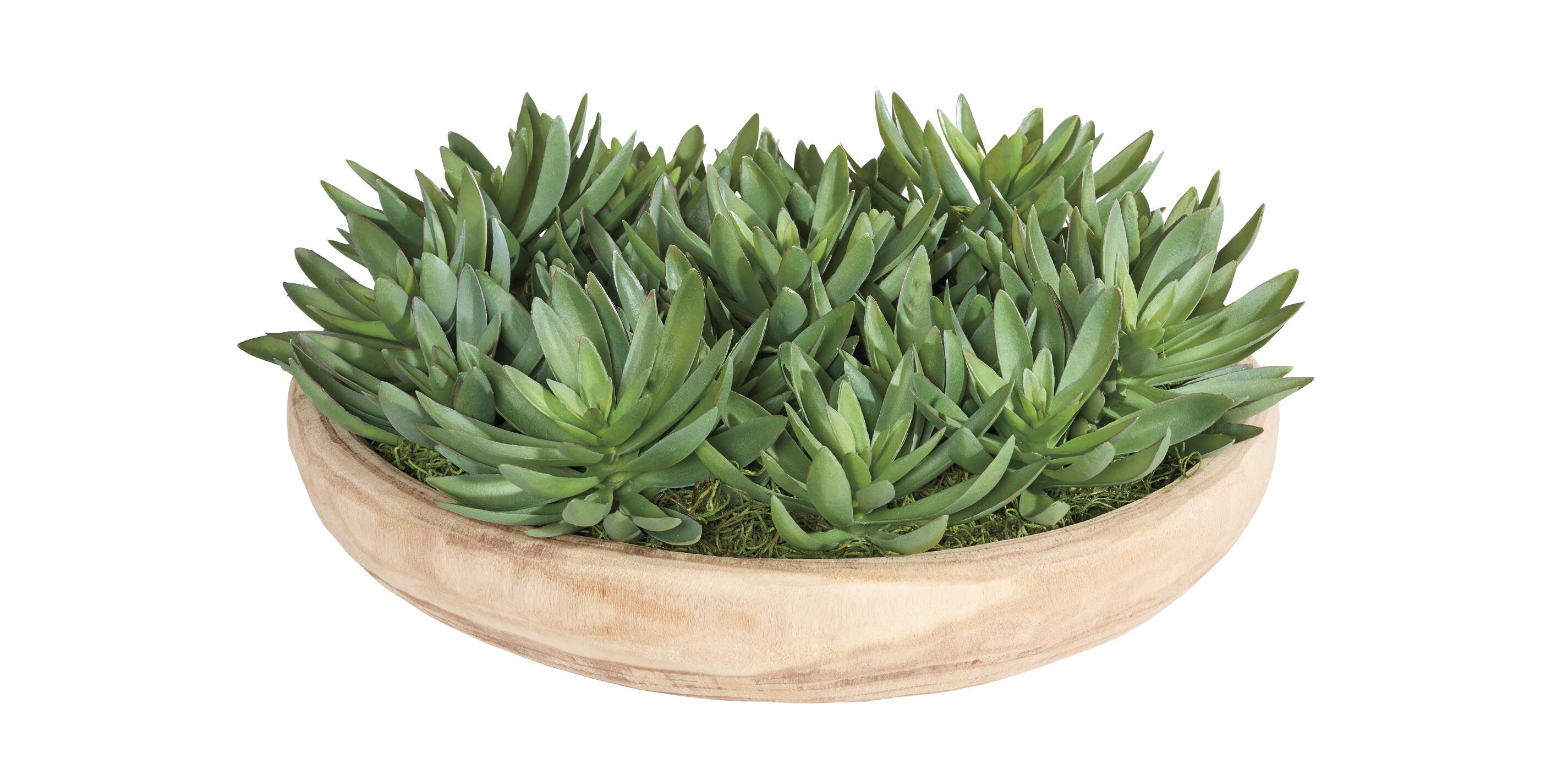 Succulent Centerpiece in natural wood bowl_1
