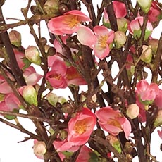 Dark Peach swatch Blossom Watergarden