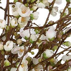 Peach swatch Blossom Watergarden