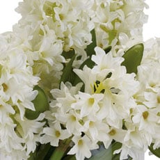 White swatch Hyacinth Watergarden