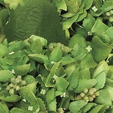Green swatch Hydrangea and Buds in Small Glass Vase