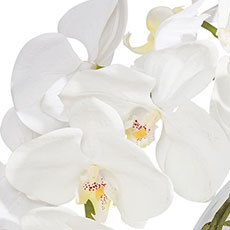 White swatch Orchid in Glass Vase
