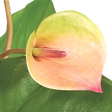 Coral swatch Tropical Anthurium Bouquet in Glass Vase