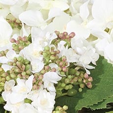 White swatch Hydrangea and Buds in Small Glass Vase