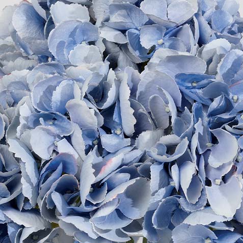 Blue swatch Hydrangea Water Garden