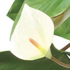 White swatch Tropical Anthurium Bouquet in Glass Vase